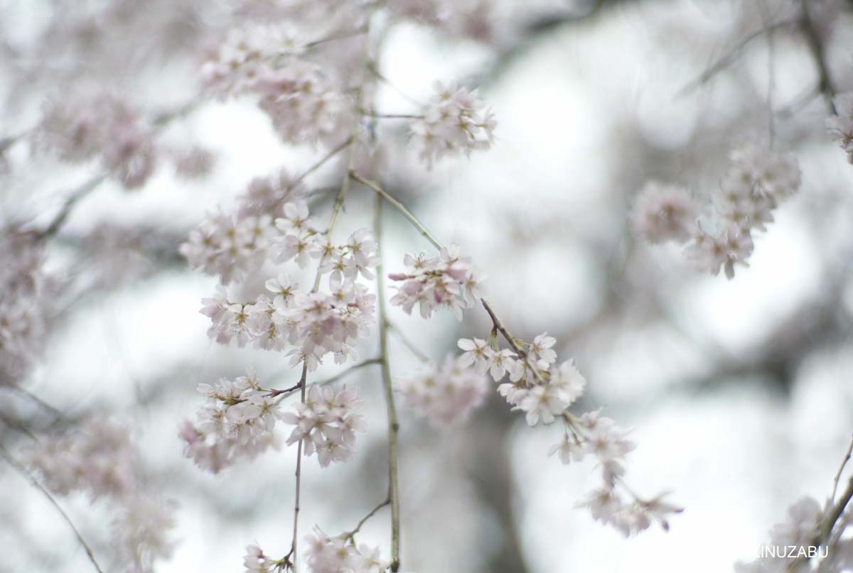 京都：本満寺の枝垂桜と京都御苑の桜