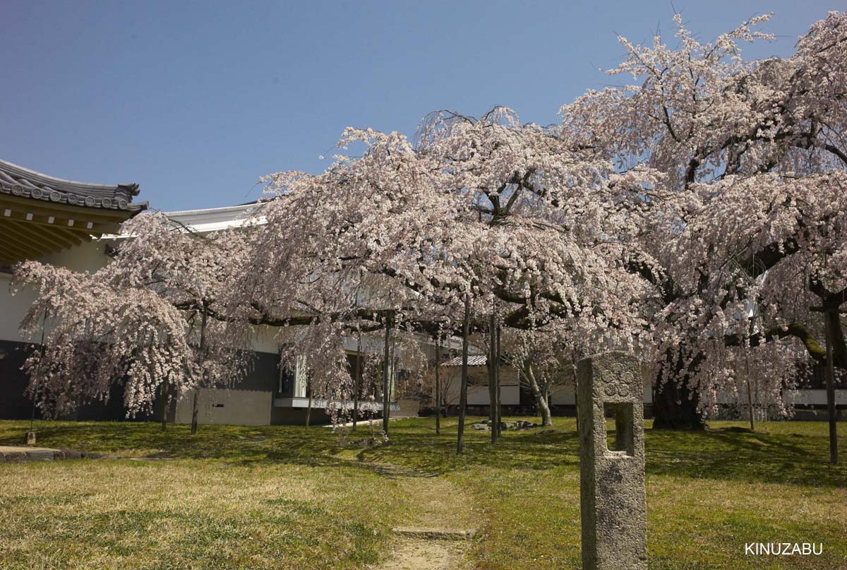 京都醍醐寺の桜：霊宝館