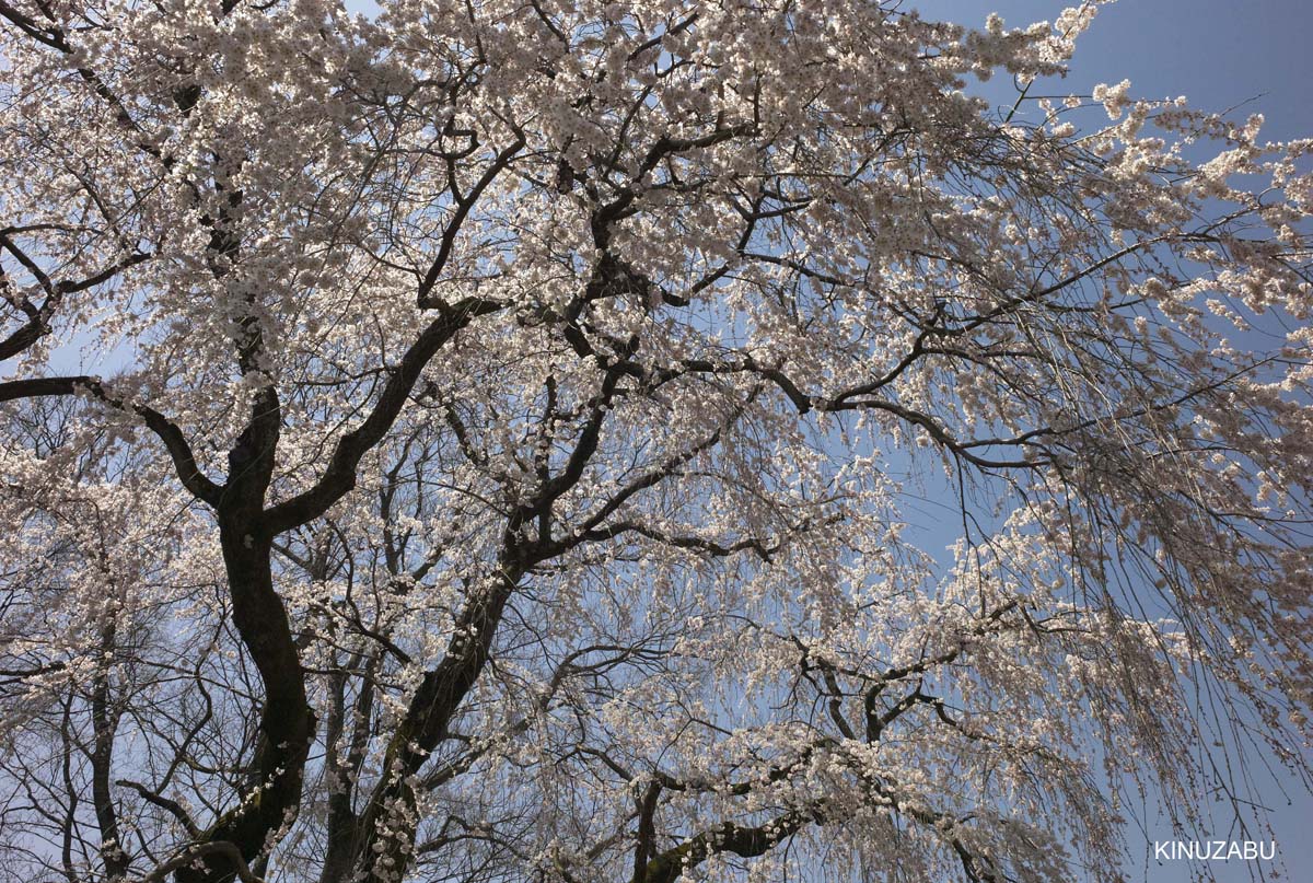 京都醍醐寺の桜：霊宝館