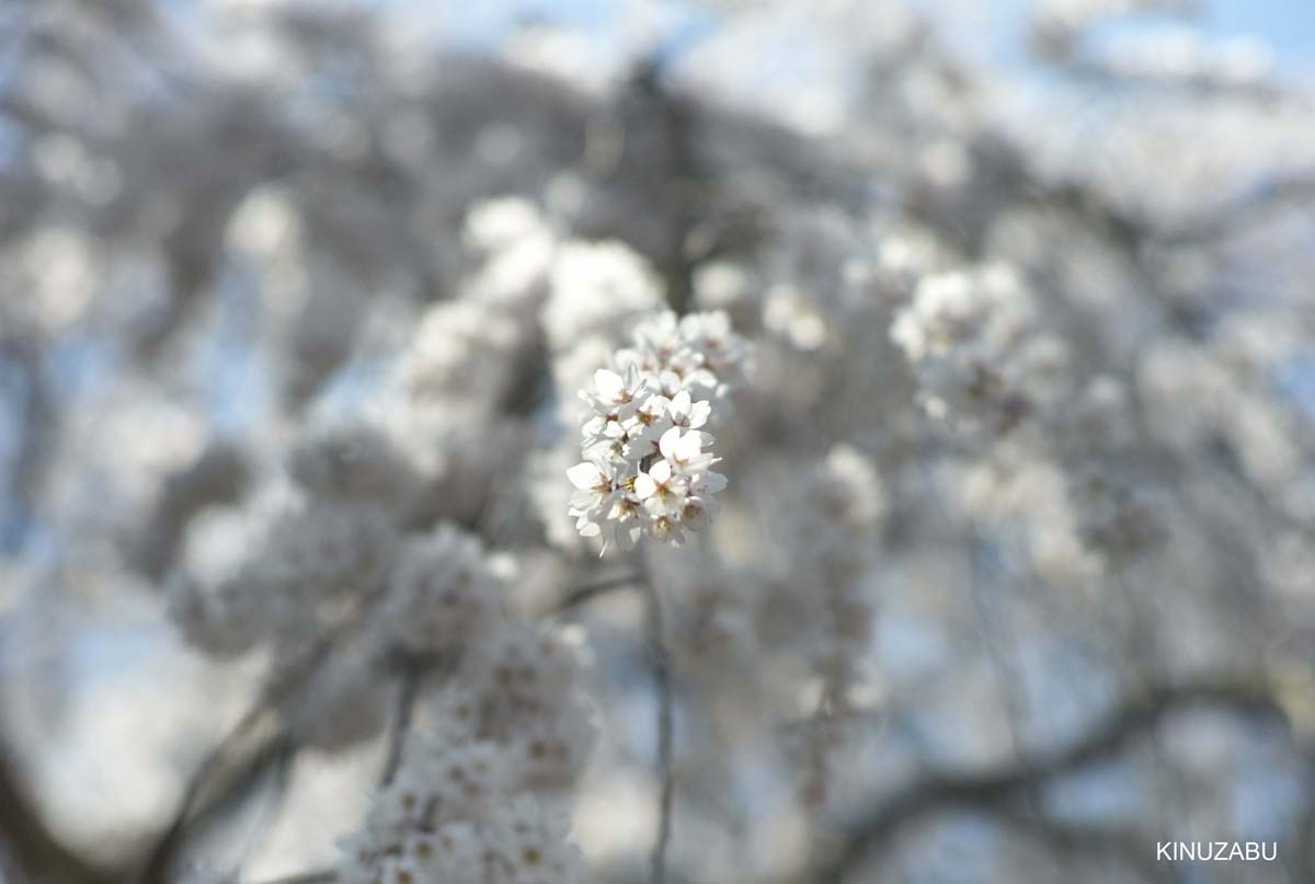 京都醍醐寺の桜：霊宝館