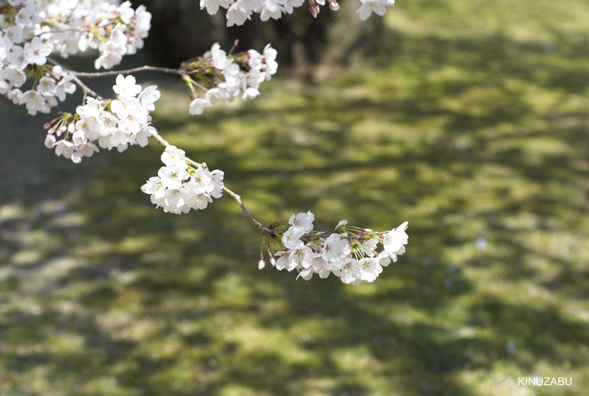 京都醍醐寺の桜：霊宝館