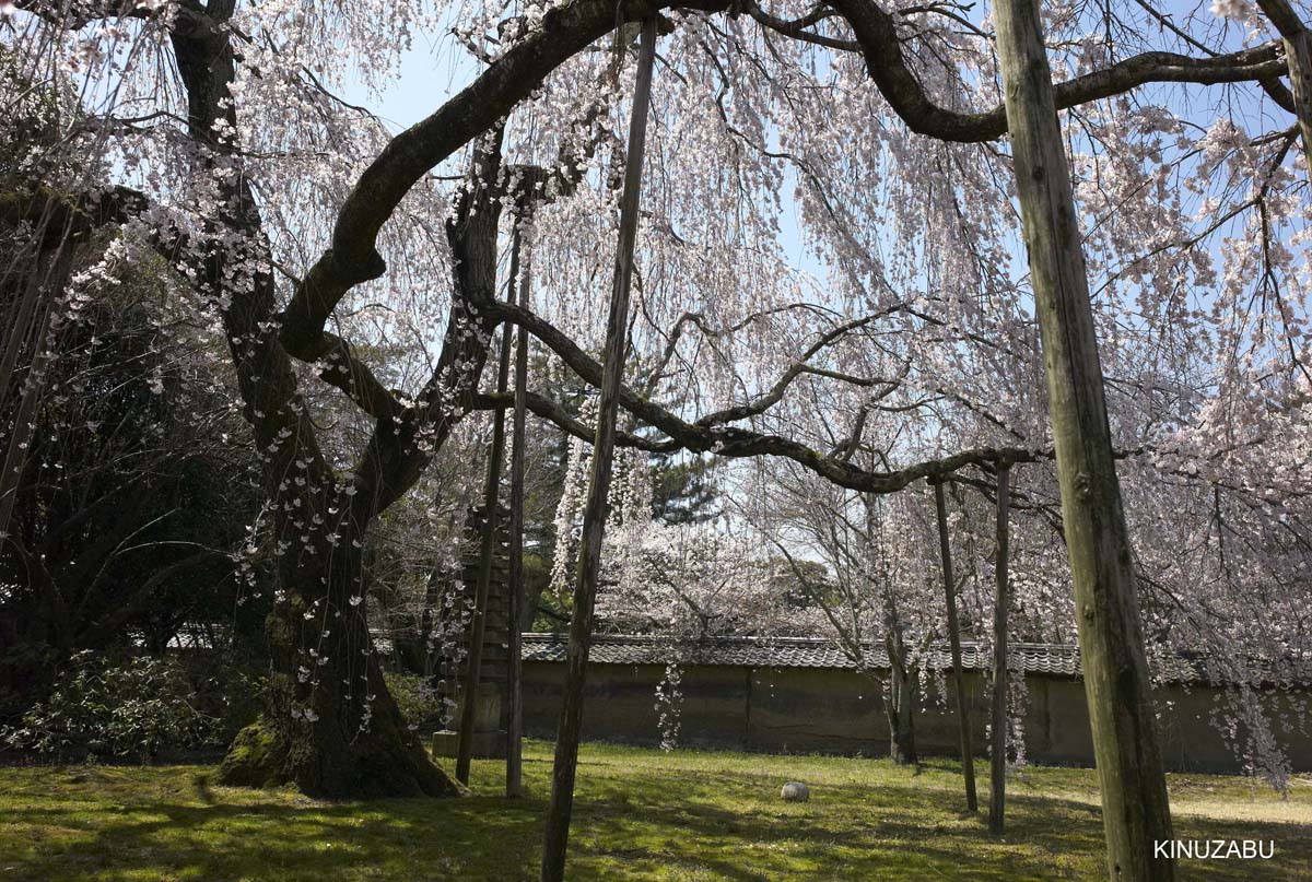 京都醍醐寺の桜：霊宝館