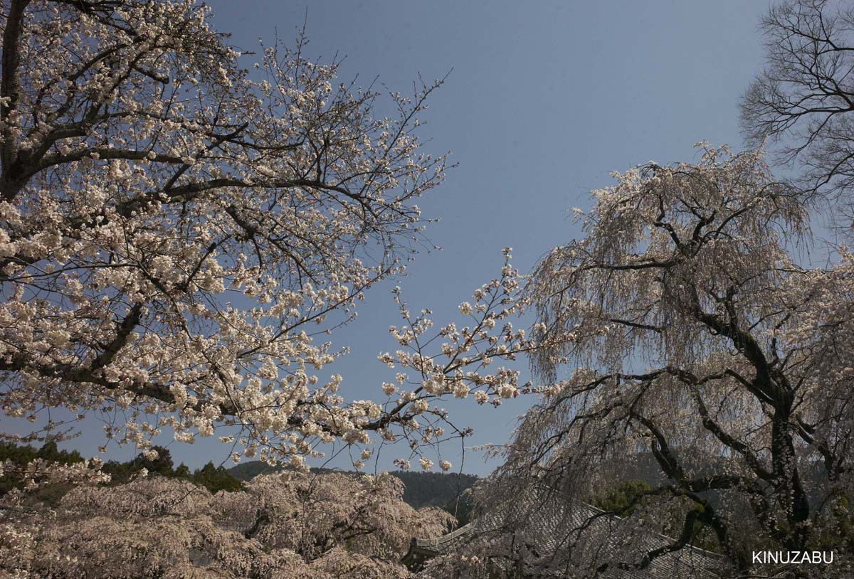 京都醍醐寺の桜：霊宝館