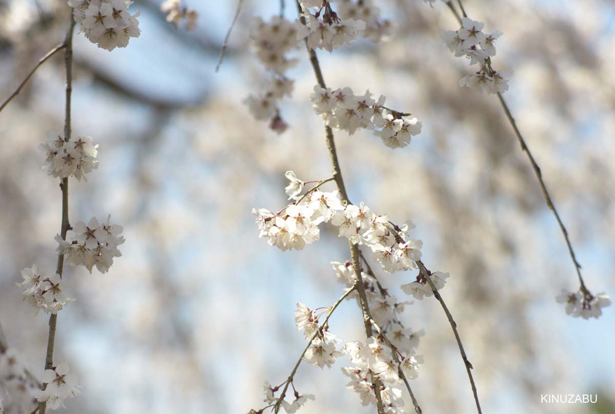 京都醍醐寺の桜：霊宝館