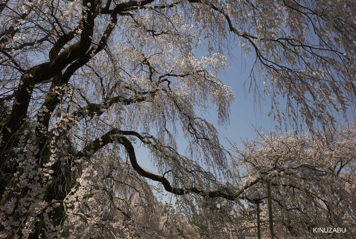 京都醍醐寺の桜：霊宝館