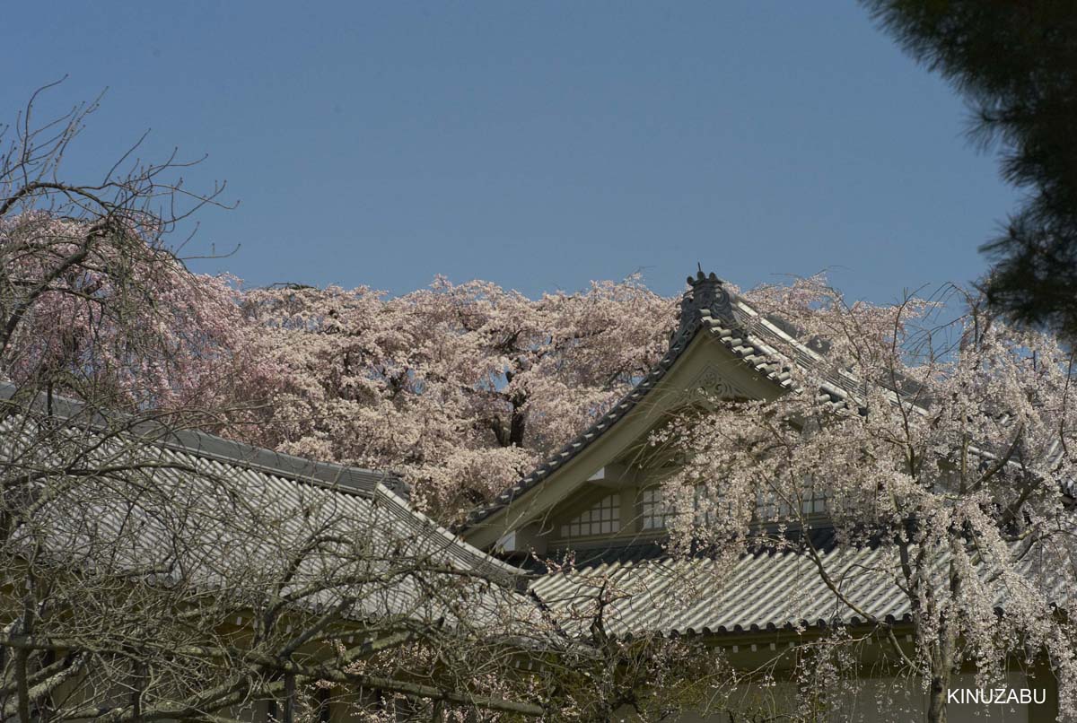 京都醍醐寺の桜：霊宝館