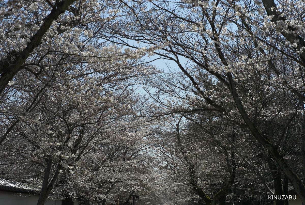 京都醍醐寺の桜：霊宝館