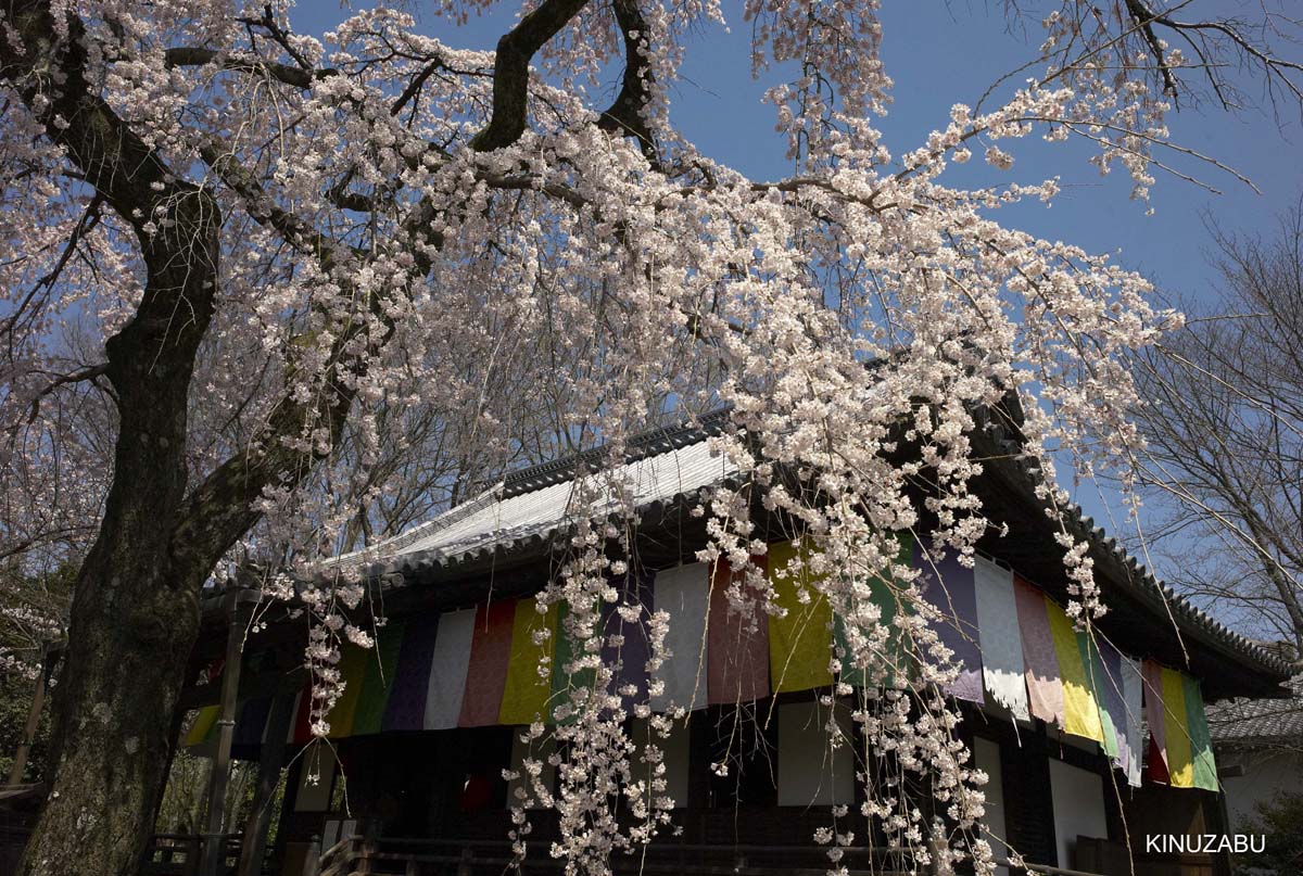 京都醍醐寺の桜：霊宝館