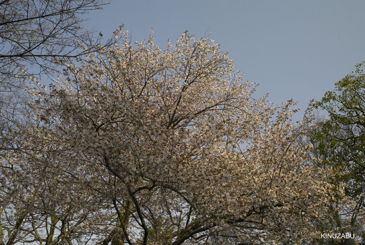 京都：インクライン-南禅寺-黒谷-岡崎の桜