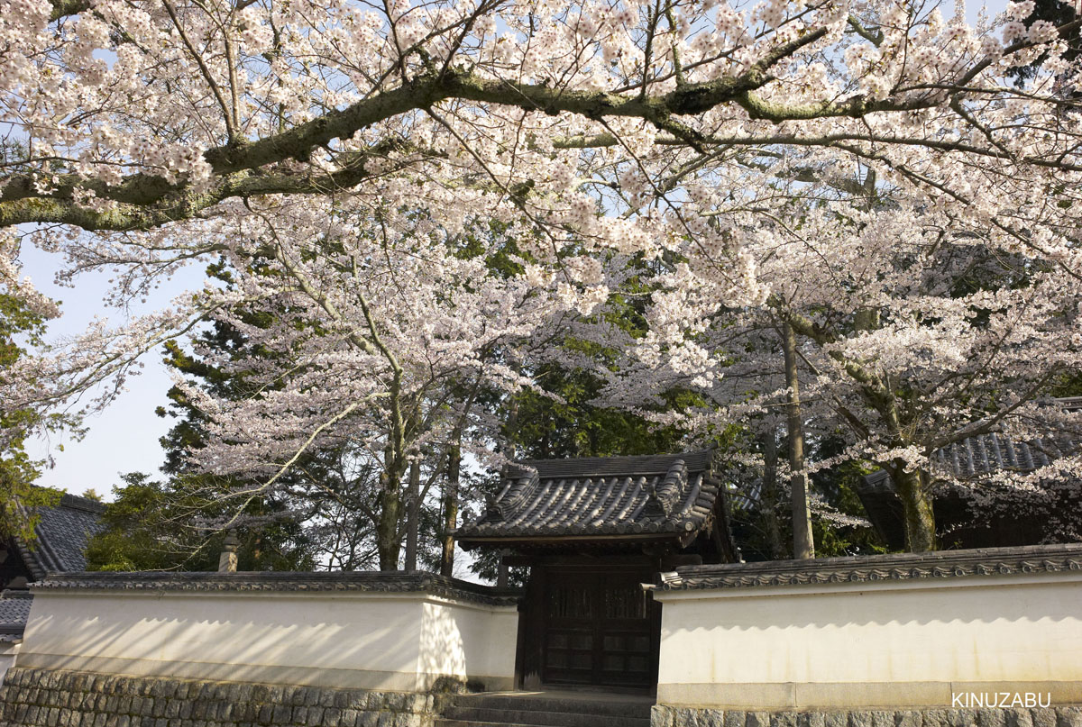 京都：インクライン-南禅寺-黒谷-岡崎の桜