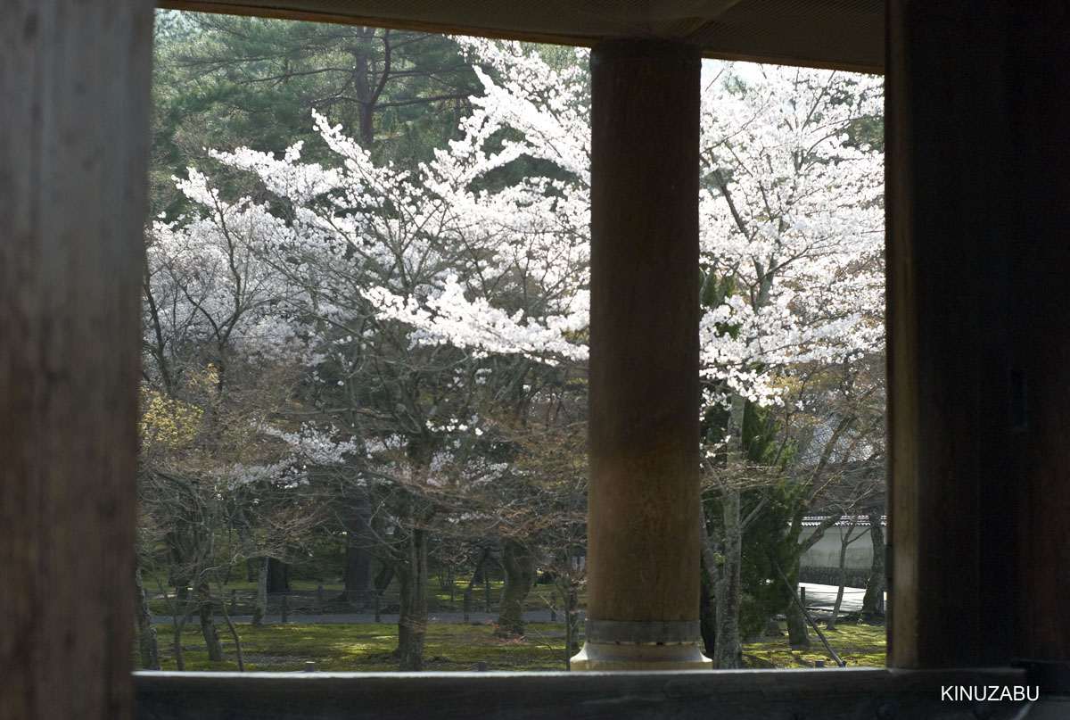 京都：インクライン-南禅寺-黒谷-岡崎の桜