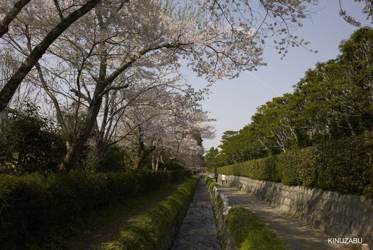 京都：インクライン-南禅寺-黒谷-岡崎の桜