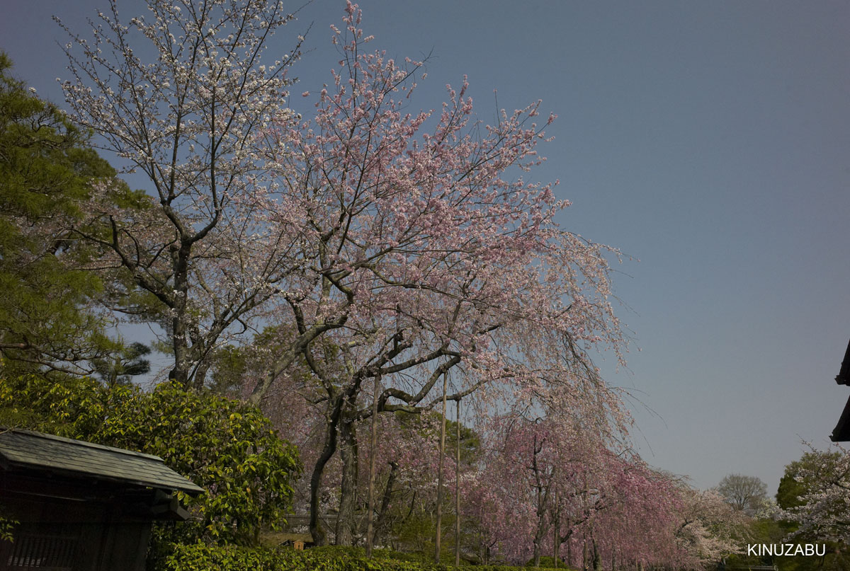 京都：インクライン-南禅寺-黒谷-岡崎の桜