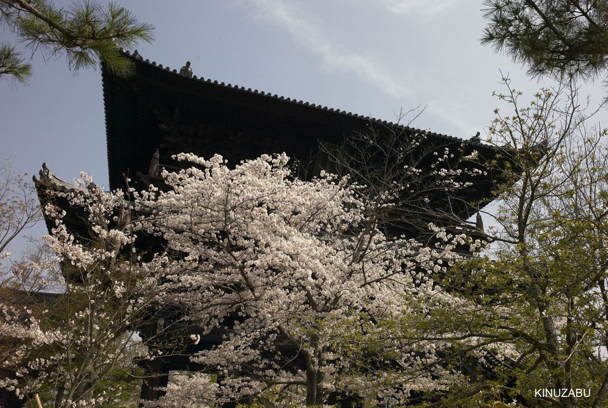 京都：インクライン-南禅寺-黒谷-岡崎の桜