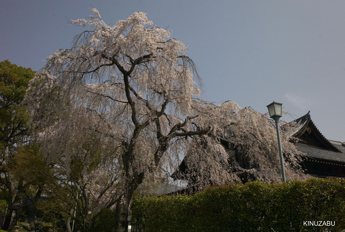 京都：インクライン-南禅寺-黒谷-岡崎の桜