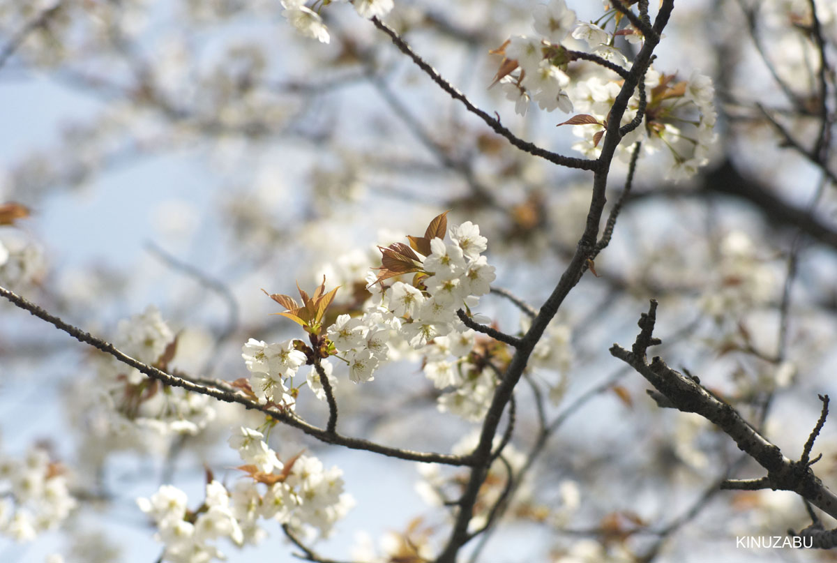 京都：インクライン-南禅寺-黒谷-岡崎の桜