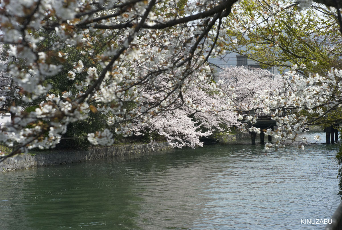 京都：インクライン-南禅寺-黒谷-岡崎の桜