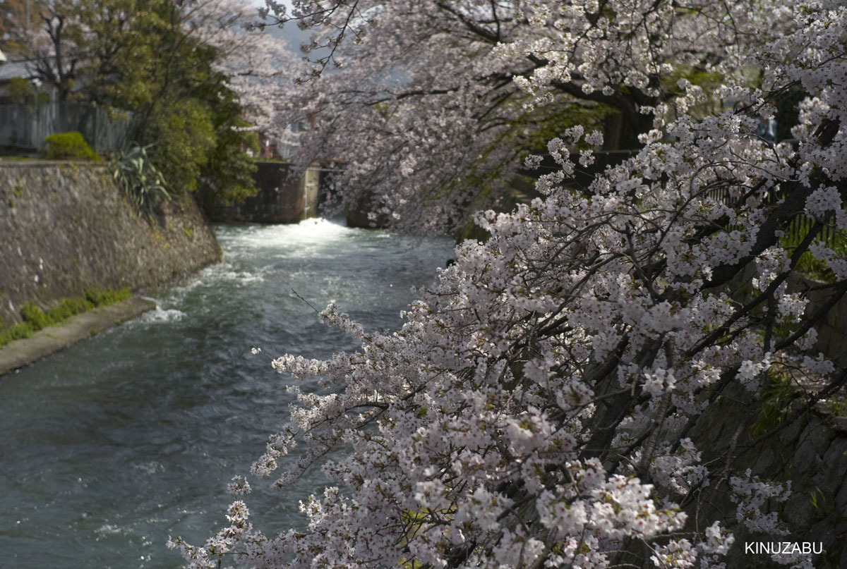 京都：インクライン-南禅寺-黒谷-岡崎の桜