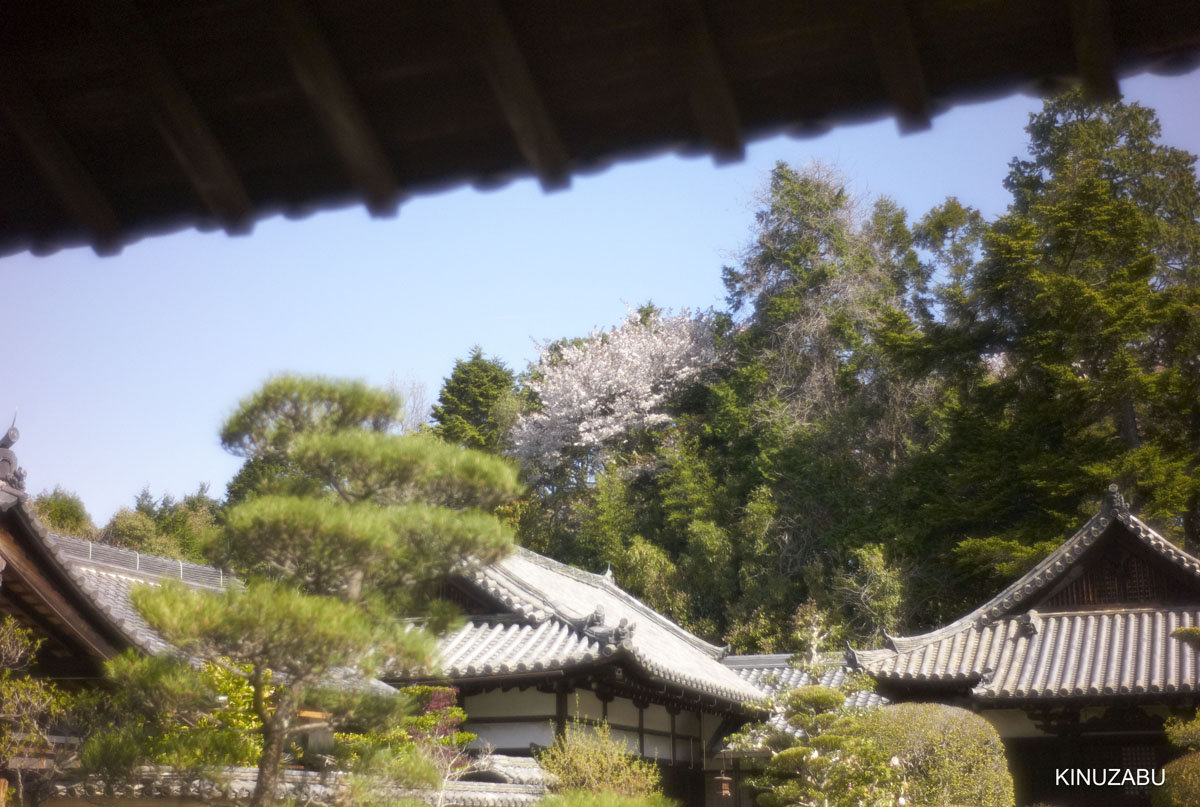 奈良公園の桜