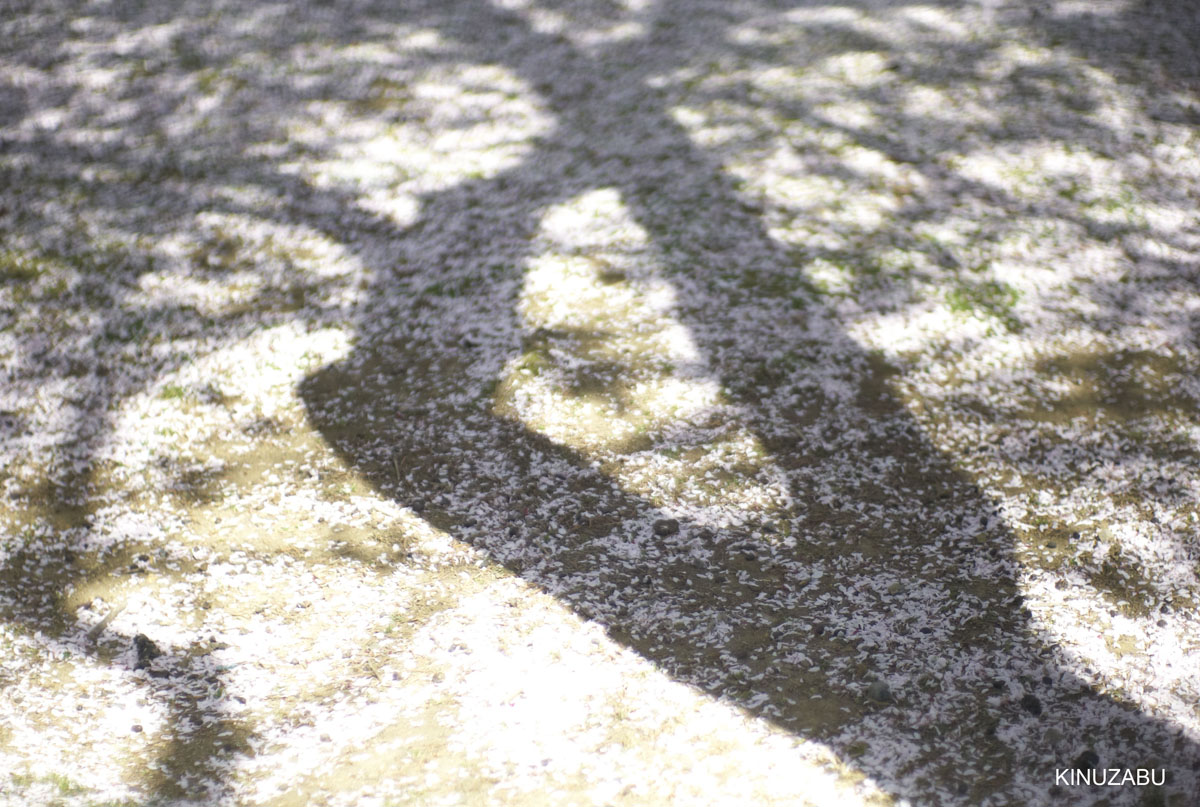 奈良公園の桜