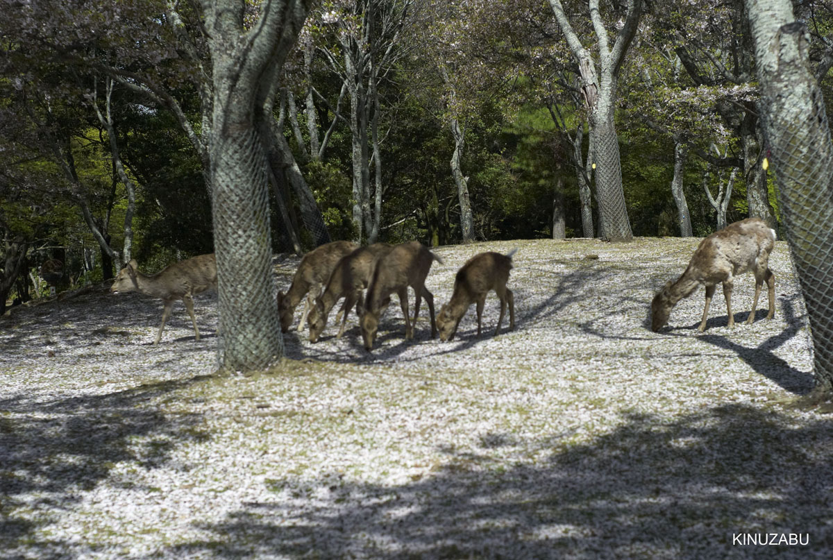 奈良公園の桜