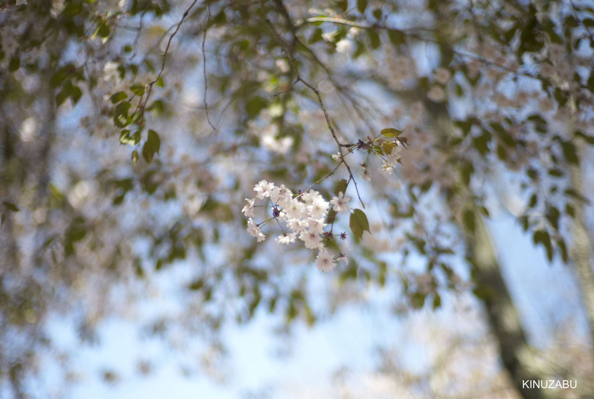 奈良公園の桜