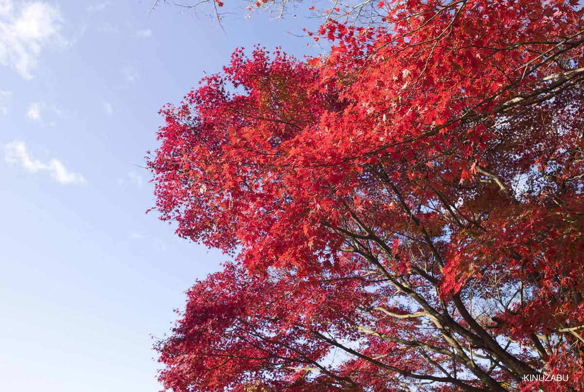 京都、山科疎水の紅葉