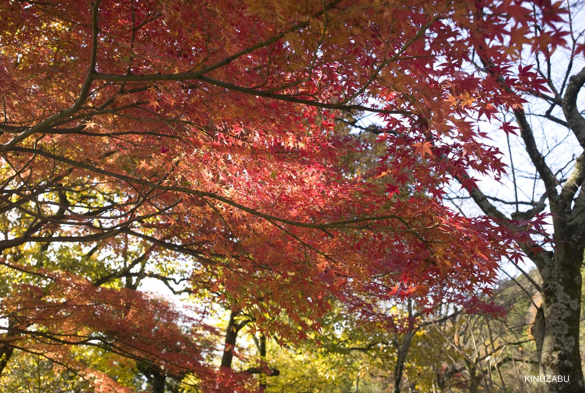 京都、山科疎水の紅葉