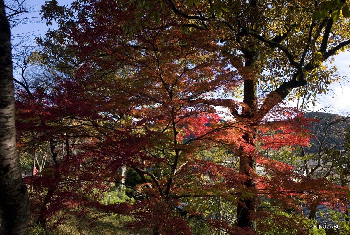 京都、山科疎水の紅葉