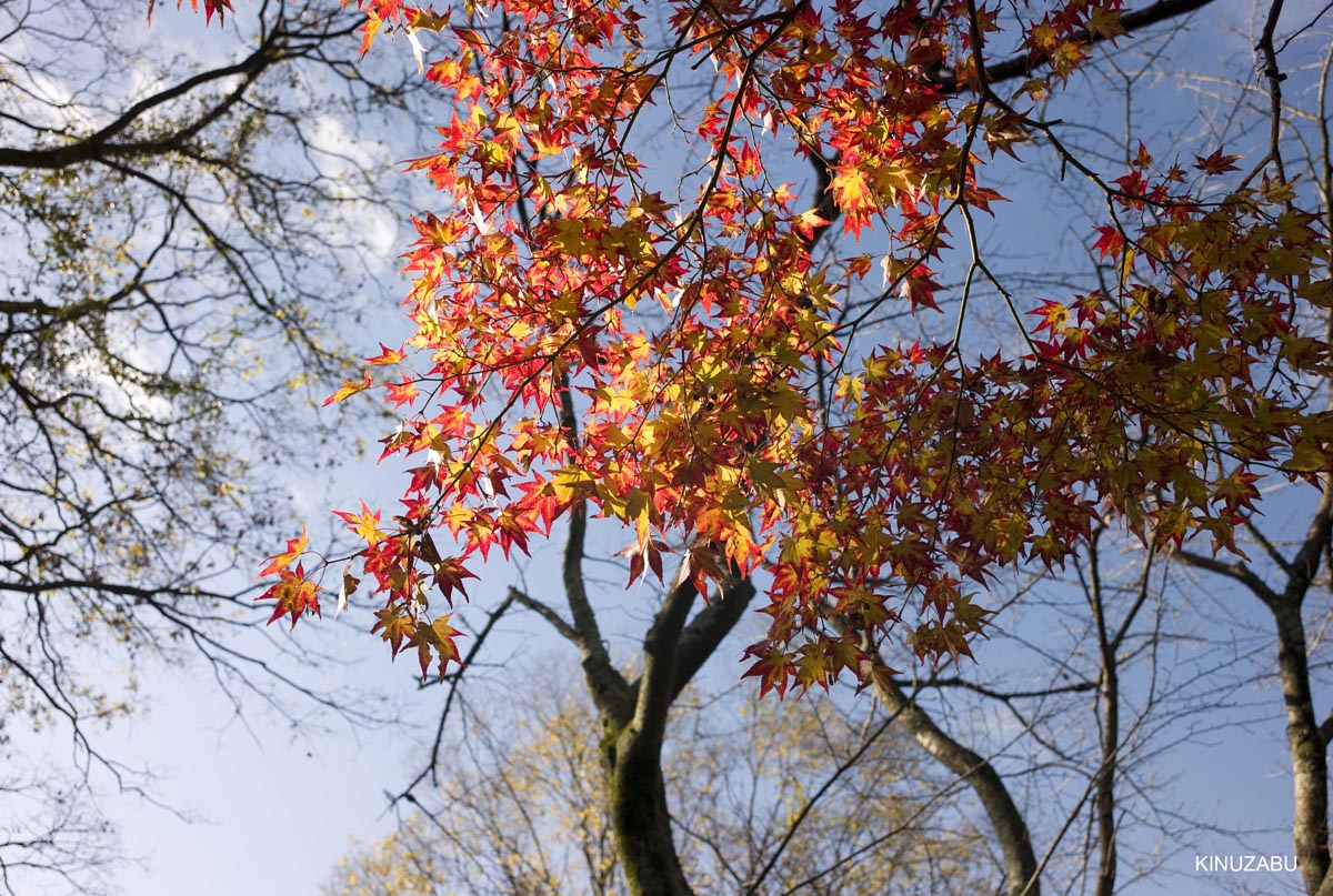 京都、山科疎水の紅葉