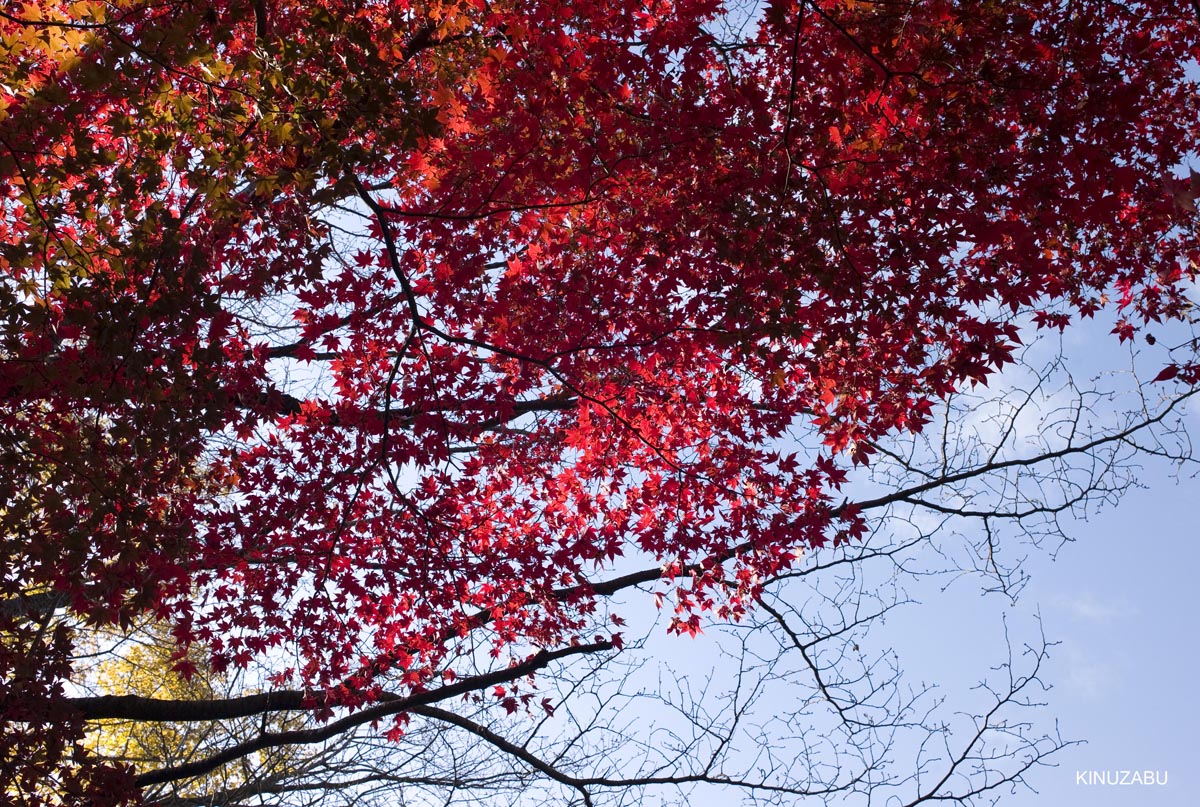 京都、山科疎水の紅葉