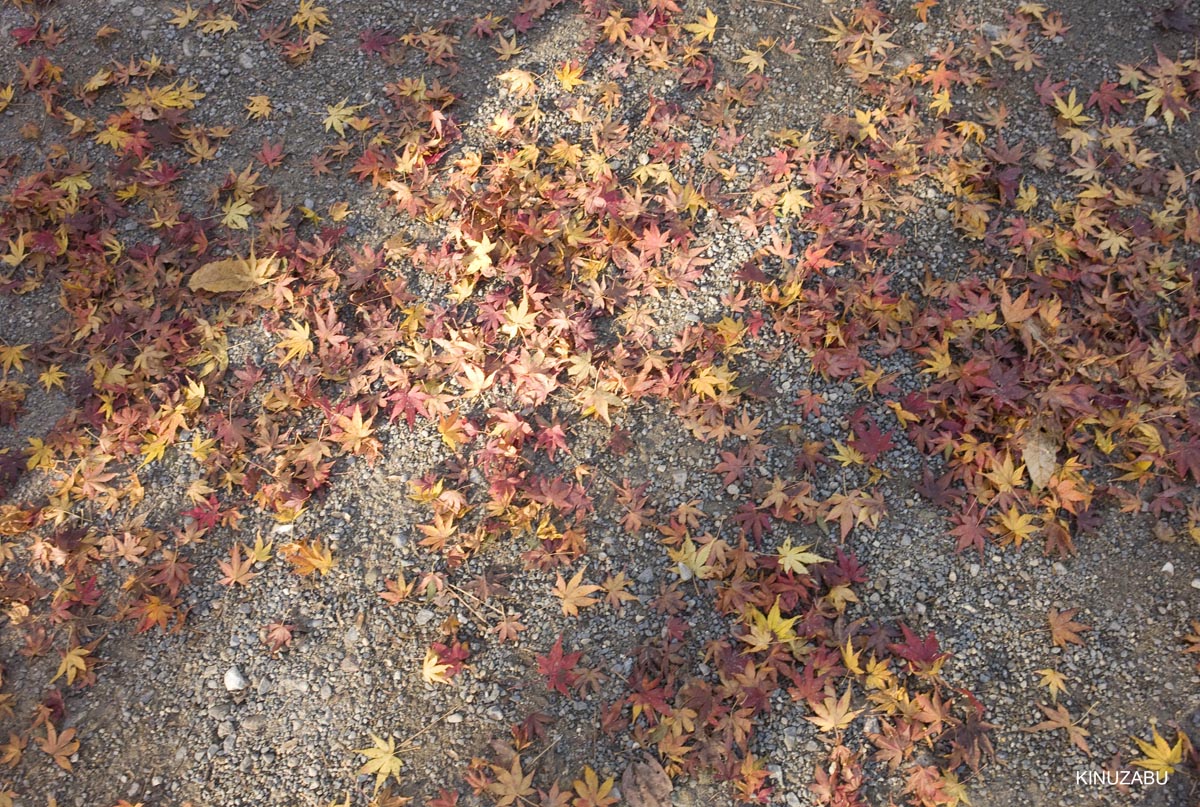 京都、山科疎水の紅葉