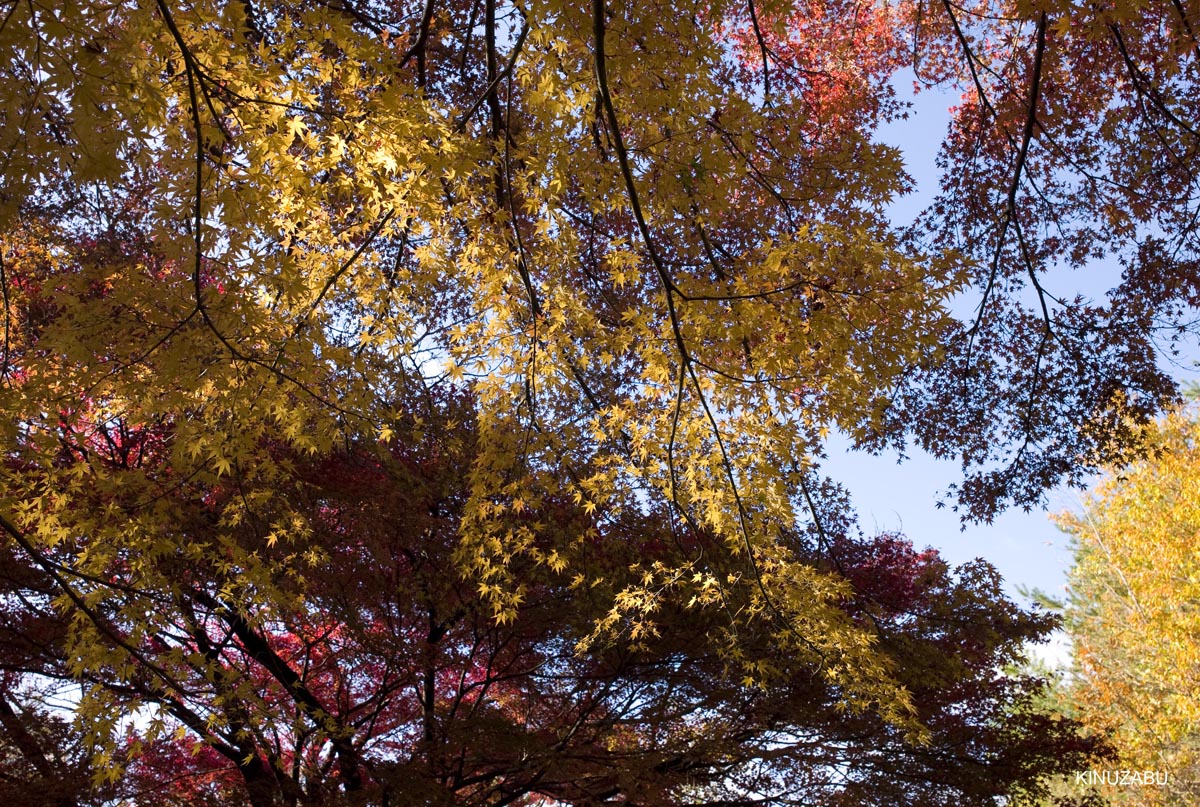 京都、山科疎水の紅葉