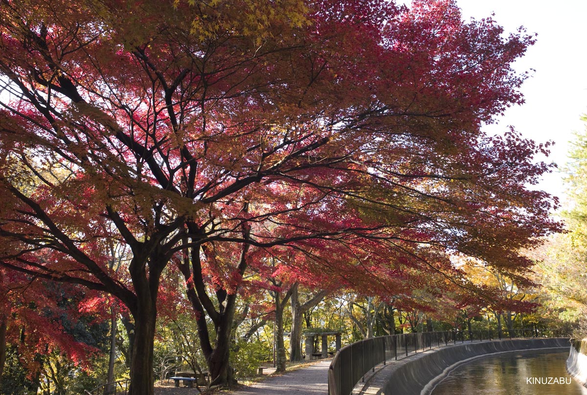 京都、山科疎水の紅葉