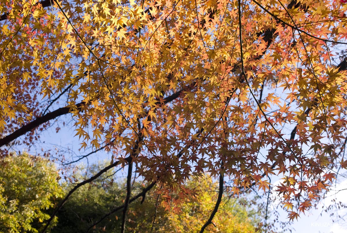 京都、山科疎水の紅葉