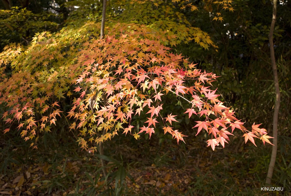 京都、山科疎水の紅葉