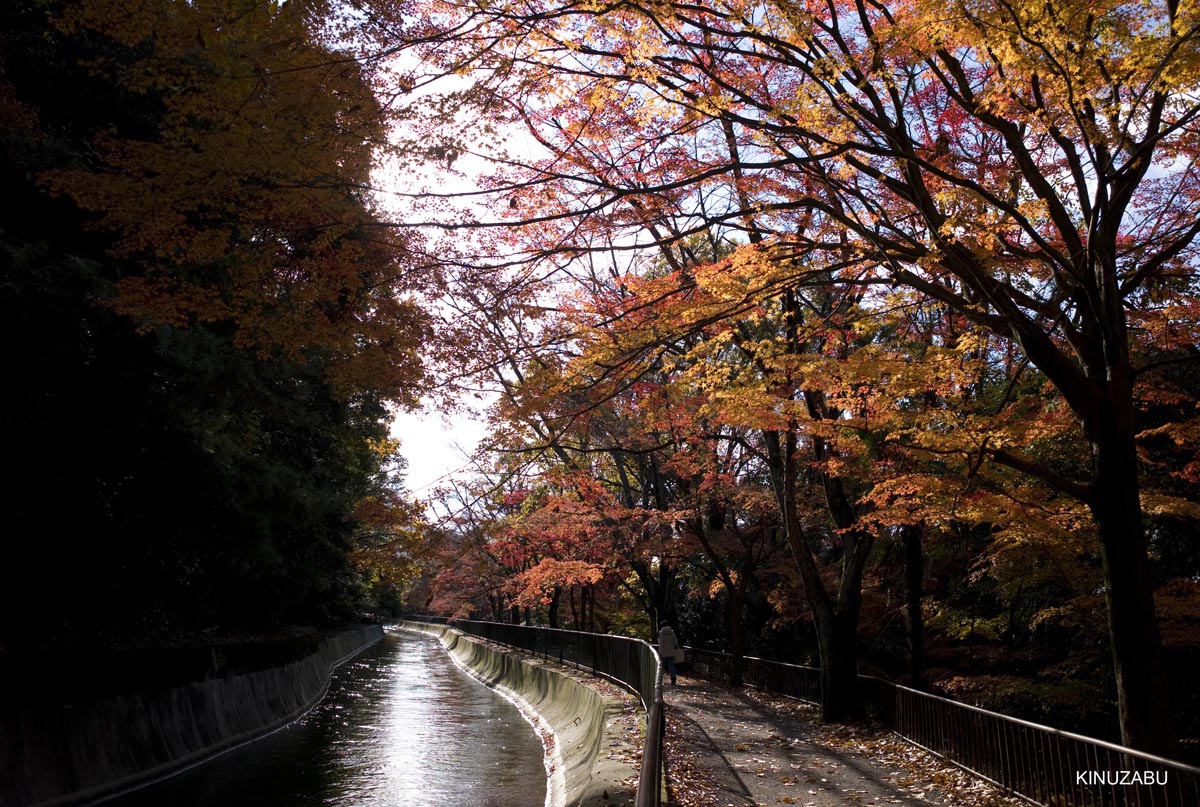 京都、山科疎水の紅葉