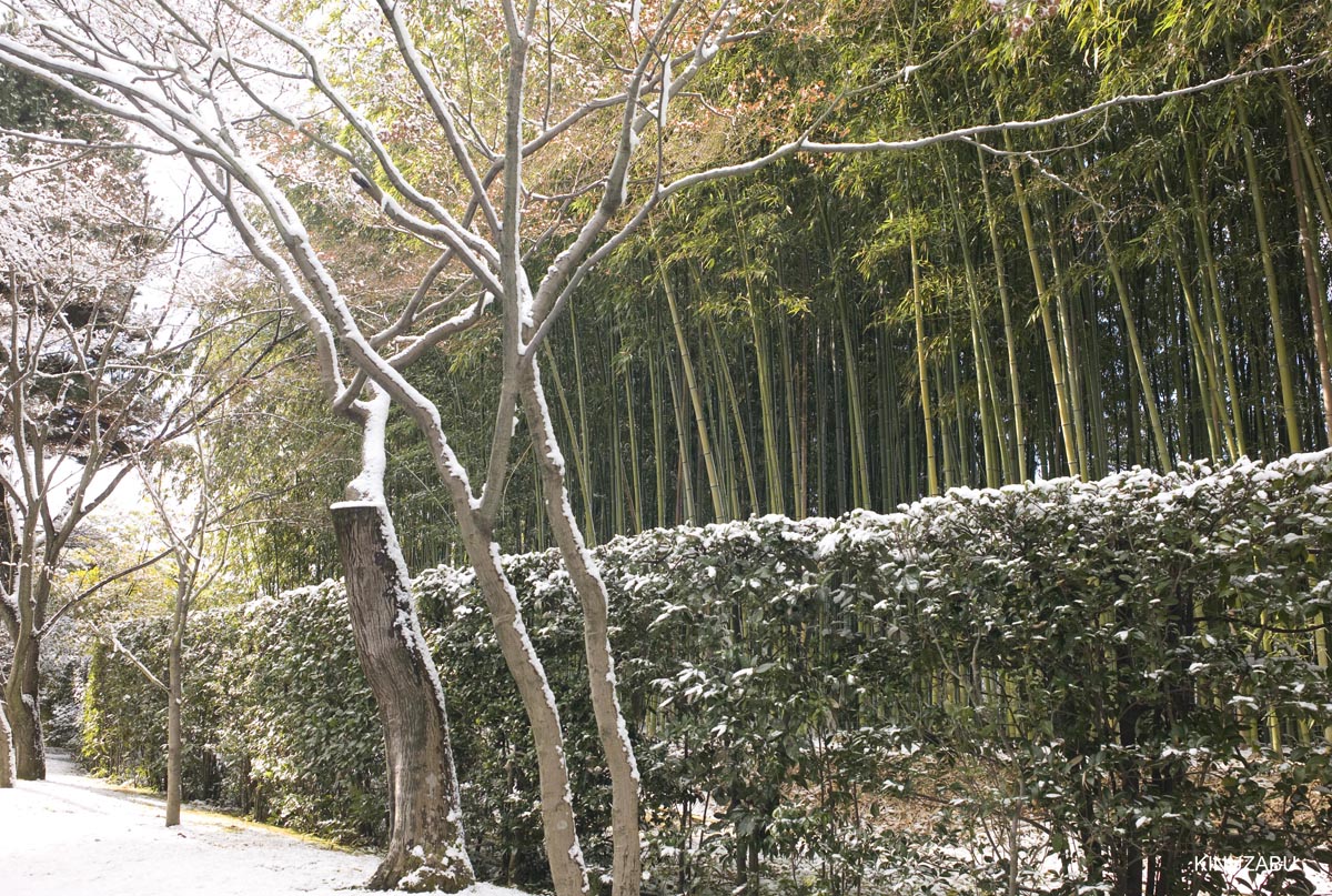 雪の桂離宮参観