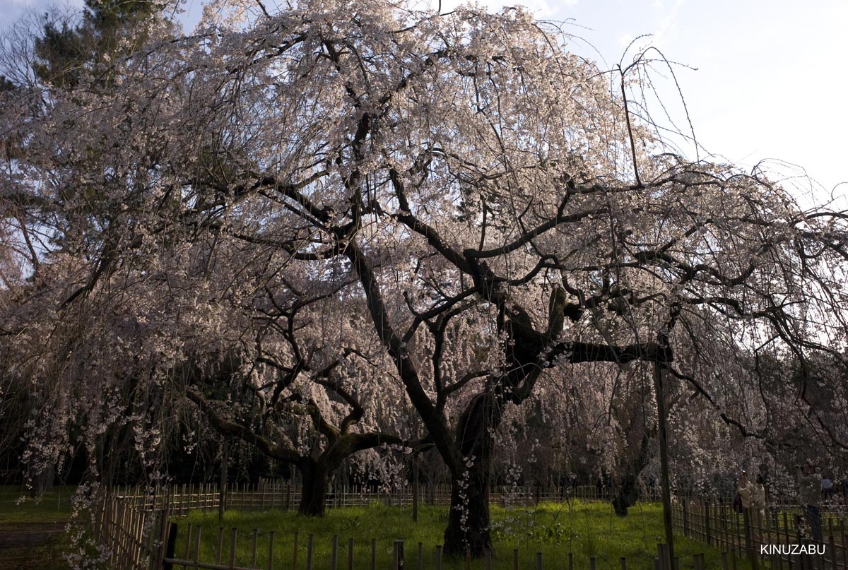 京都の桜、近衛邸跡、立本寺、千本釈迦堂