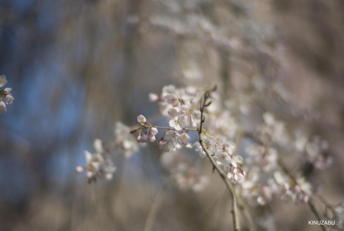 京都の桜、近衛邸跡、立本寺、千本釈迦堂