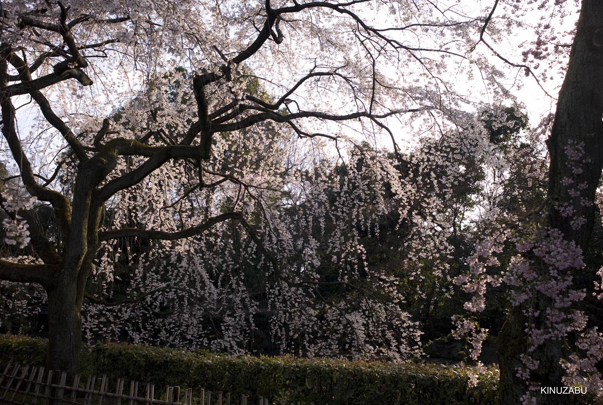 京都の桜、近衛邸跡、立本寺、千本釈迦堂