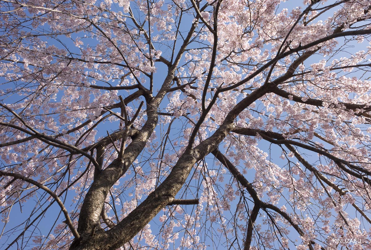 京都の桜、近衛邸跡、立本寺、千本釈迦堂
