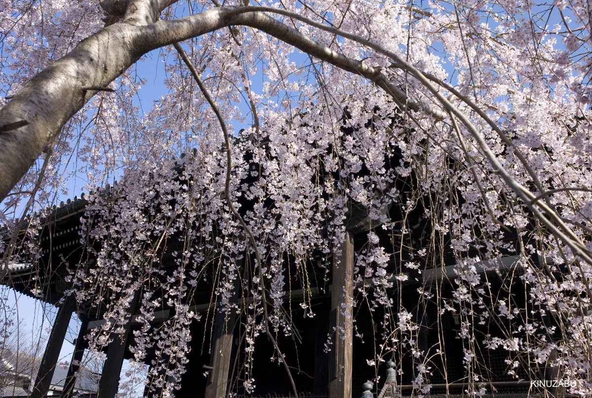 京都の桜、近衛邸跡、立本寺、千本釈迦堂