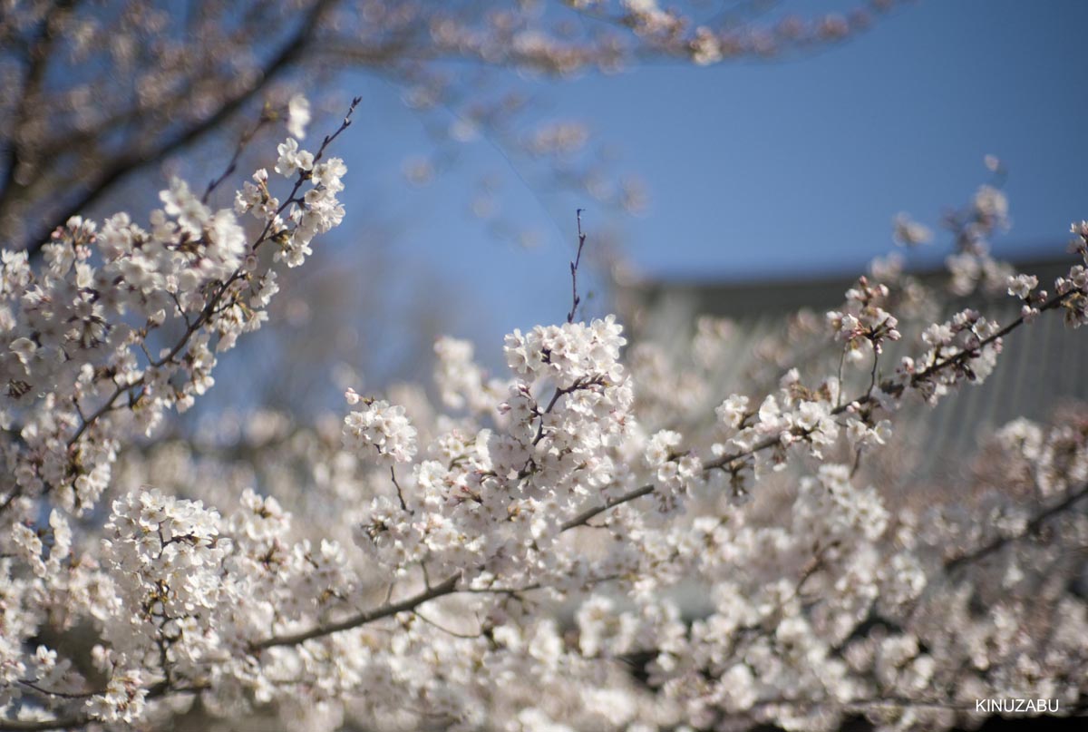 京都の桜、近衛邸跡、立本寺、千本釈迦堂