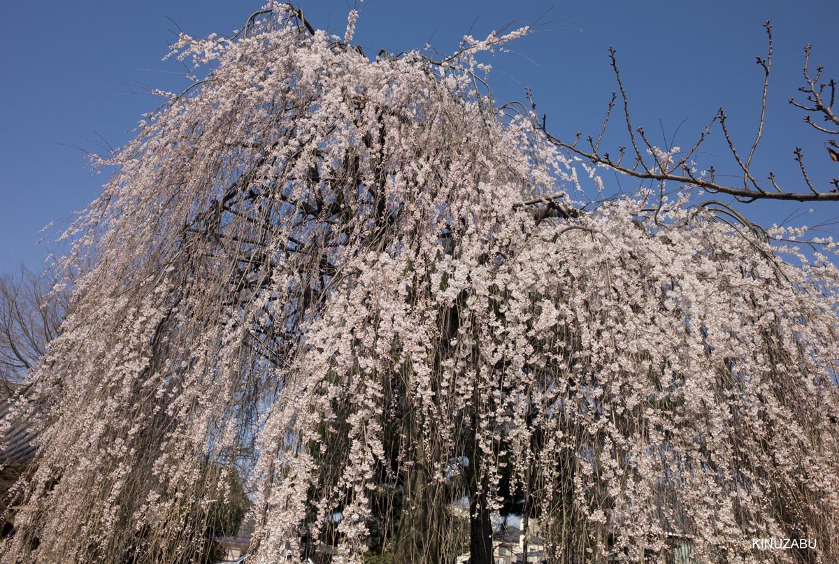 京都の桜、近衛邸跡、立本寺、千本釈迦堂