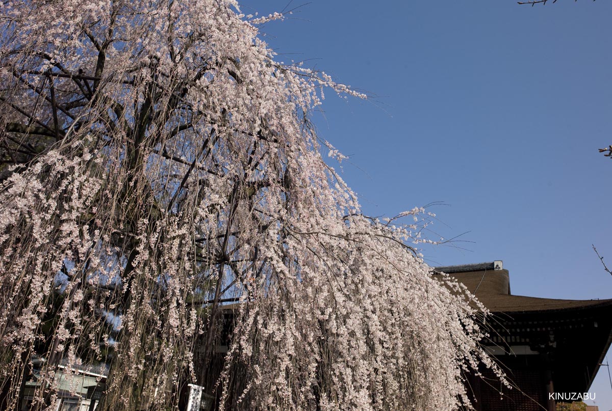 京都の桜、近衛邸跡、立本寺、千本釈迦堂