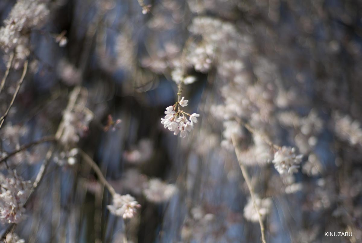 京都の桜、近衛邸跡、立本寺、千本釈迦堂