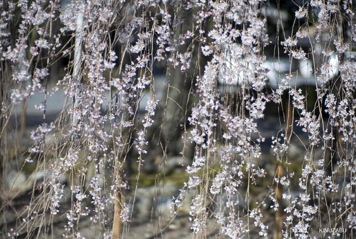 京都の桜、近衛邸跡、立本寺、千本釈迦堂