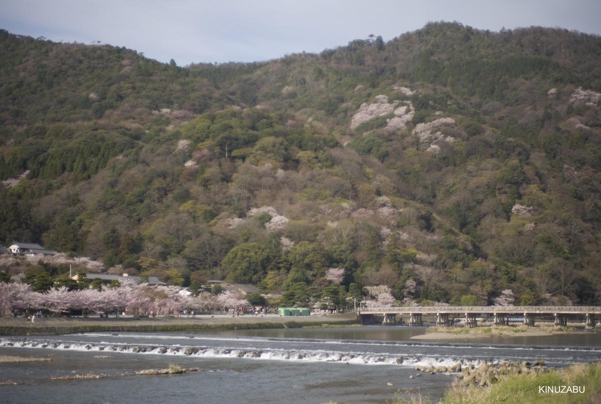 京都洛西の桜、嵐山、嵯峨野、清凉寺、大沢池