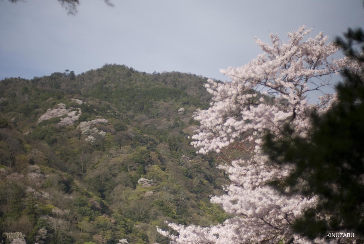 京都洛西の桜、嵐山、嵯峨野、清凉寺、大沢池